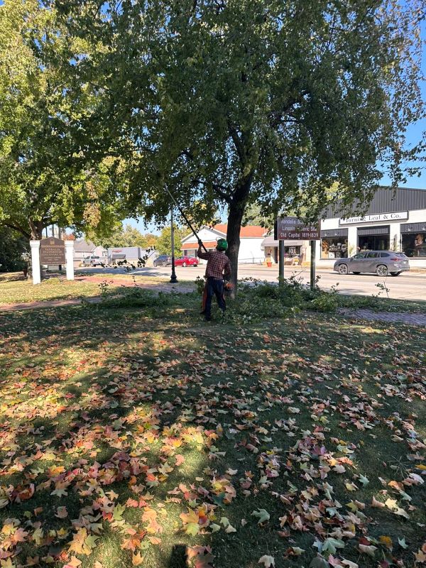 commercial tree services; commercial tree removal; commercial tree trimming