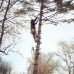 Tree removal; person climbing tree and removing branches