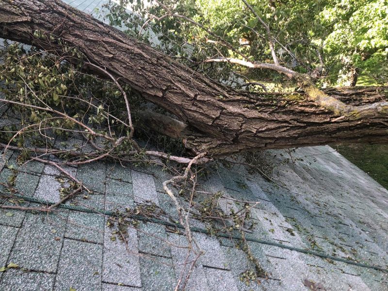 emergency tree removal for tree down on roof