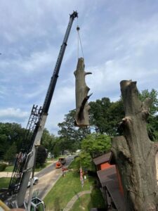 tree removal; removing tree trunk
