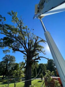 tree removal from low angle looking up at tree