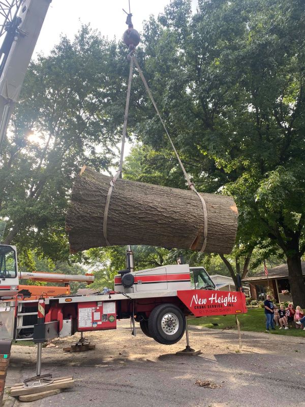 tree removal - tree trunk