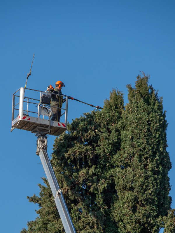 buff-tree-trim; tree maintenance in Shelbyville; tree contractors in Shelbyville, Illinois