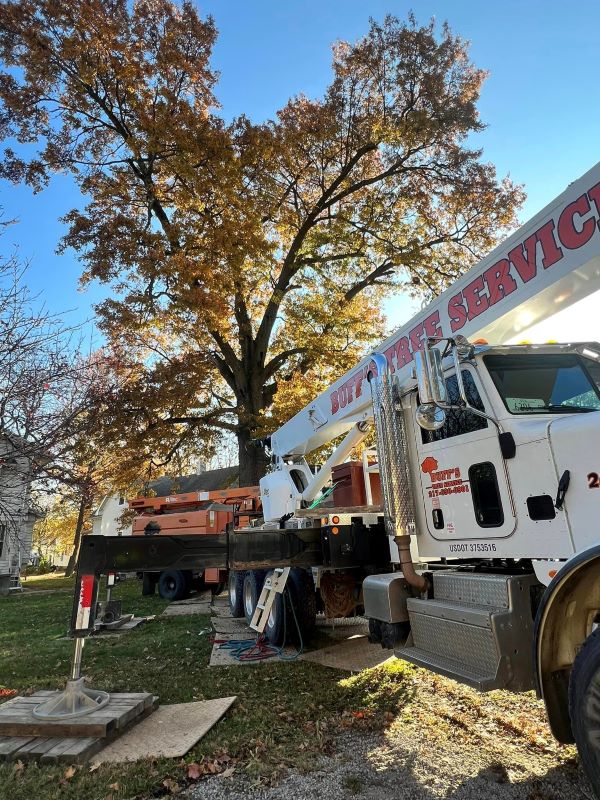 tree removal service in Effingham, Illinois; tree removal services; tree felling services; tree removal estimate