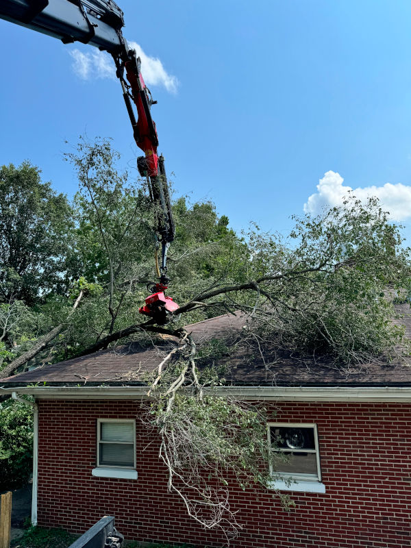 emergency tree removal services