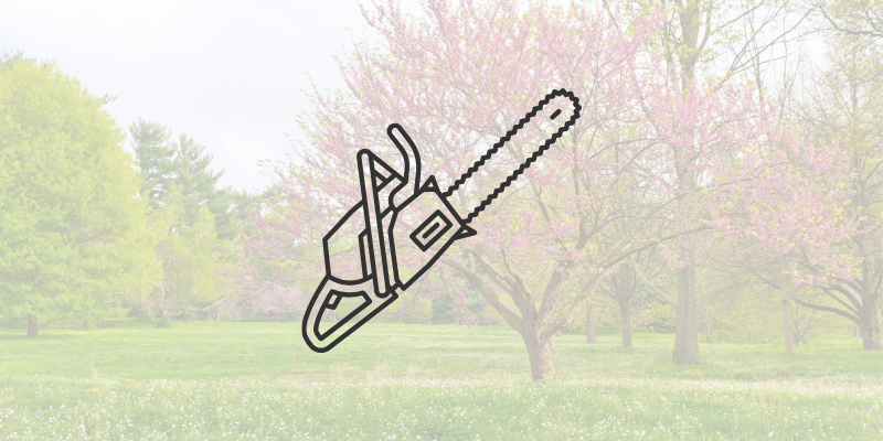 Here’s Why You Need Tree Trimming This Spring - tree trimming services