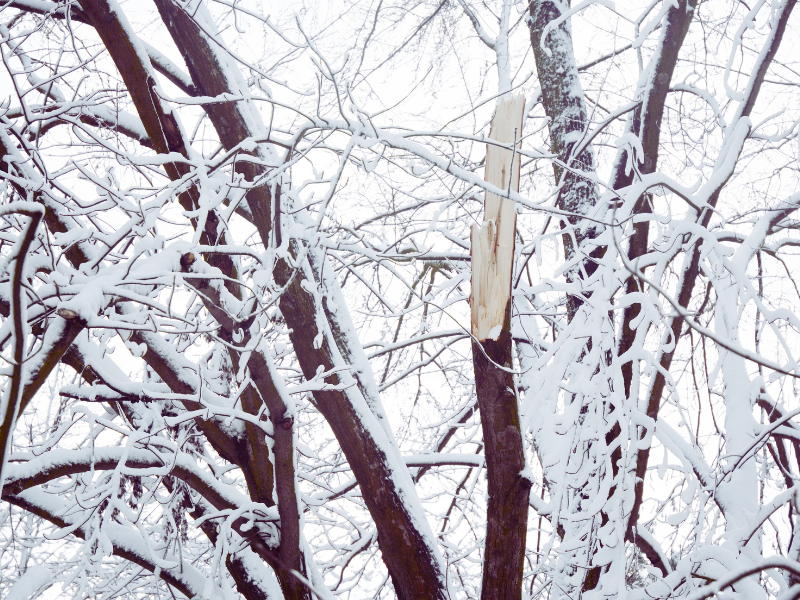 tree damage from winter weather