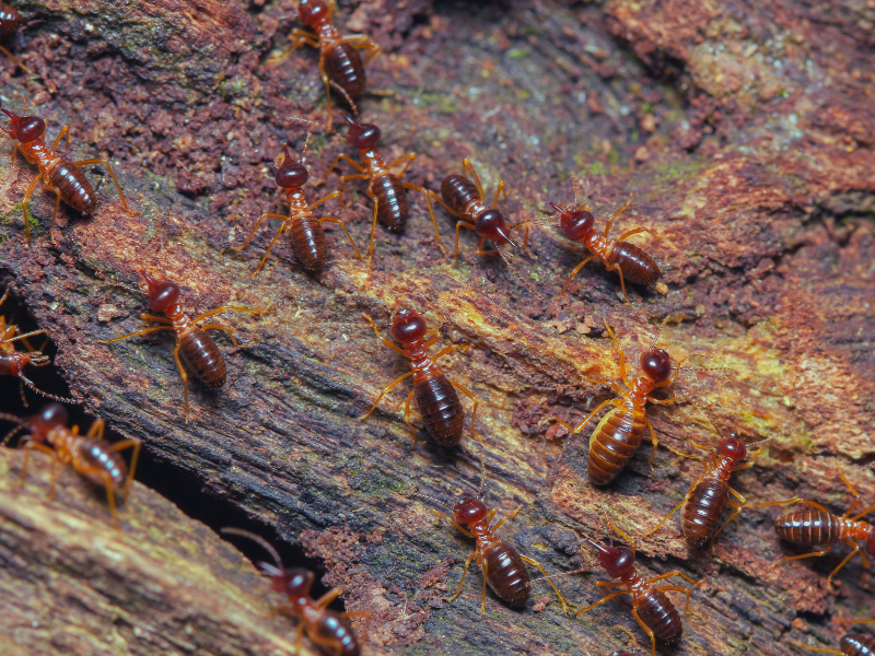 tree pests