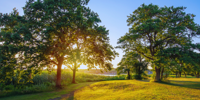 5 Tips to Keep Your Trees Healthy This Summer