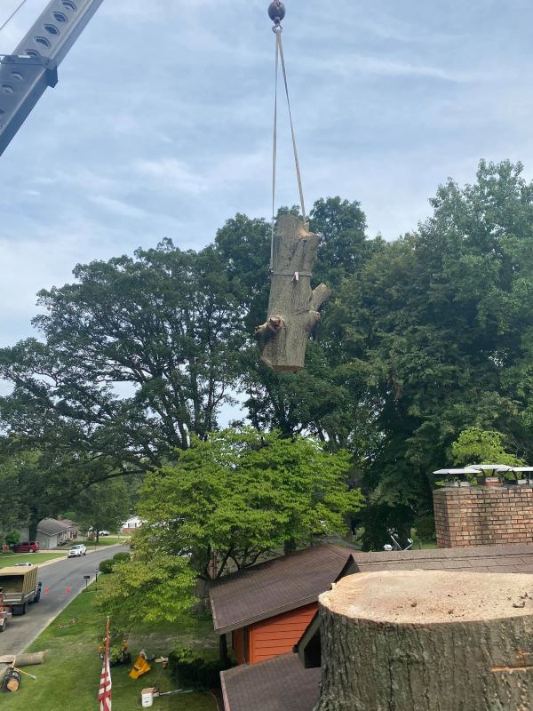Fast and affordable tree removal service in Effingham County IL with cleanup