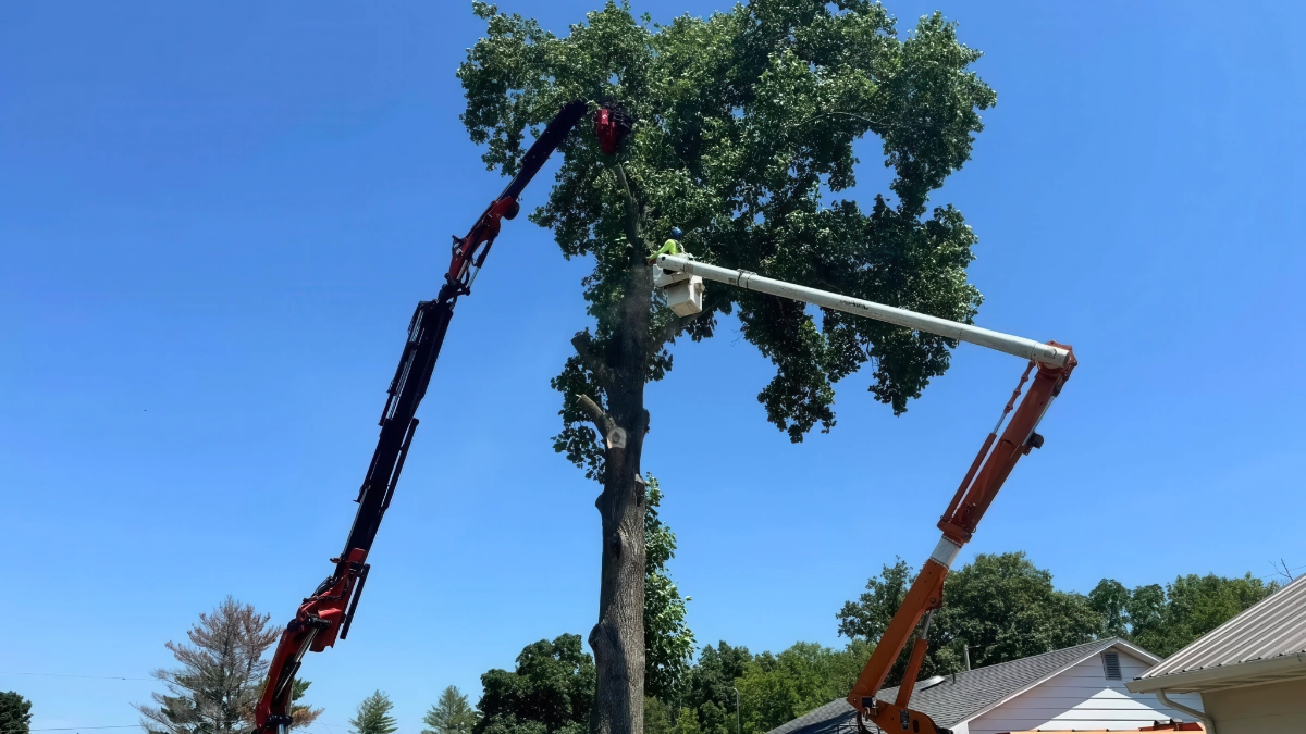 Buff's Tree Service crew trimming trees in Windsor, IL