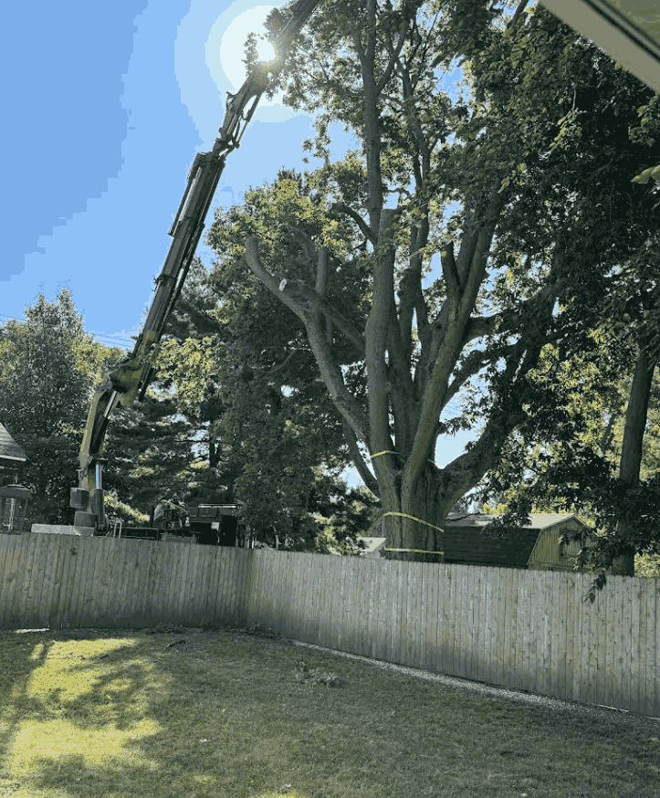 Tree trimming service in Effingham County IL with professional cleanup